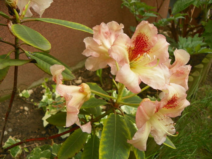 rhododendron Bernstein