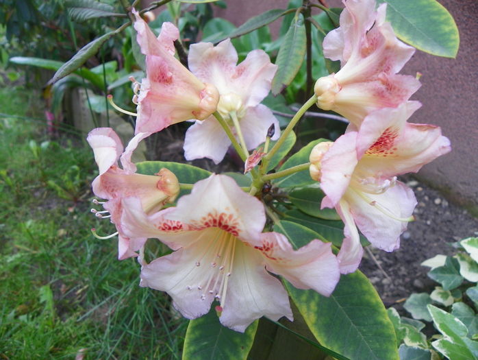 rhododendron Bernstein