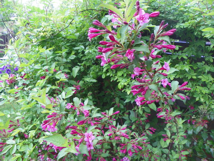 weigela Pink Princess
