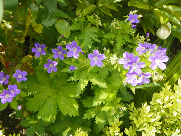 Mayflower - Geranium 2016