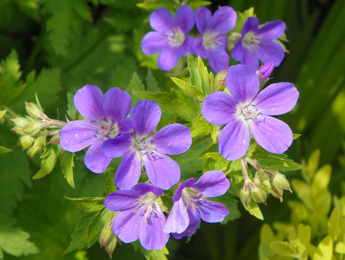 Mayflower - Geranium 2016