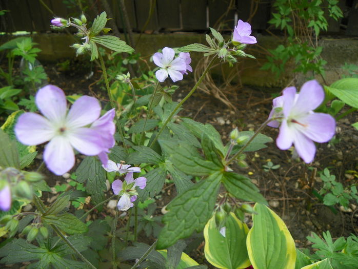 Espresso - Geranium 2016