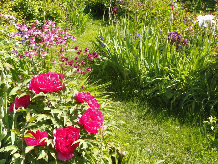 12 mai (52) - Gradina 2016