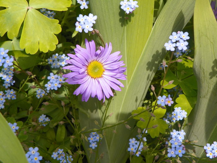 aster Happy End - Frumoasa luna mai