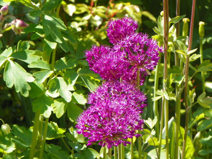 allium Purple Sensation