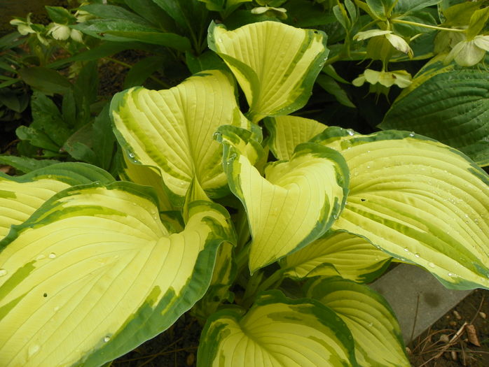 hosta albopicta