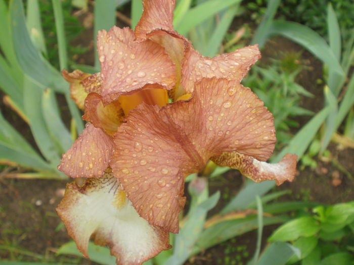 necunoscut - Iris  2016