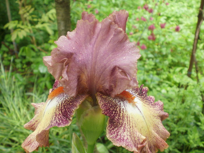 `Rosarita` - Iris  2016