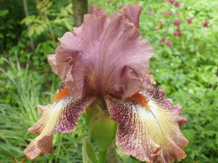 `Rosarita` - Iris  2016