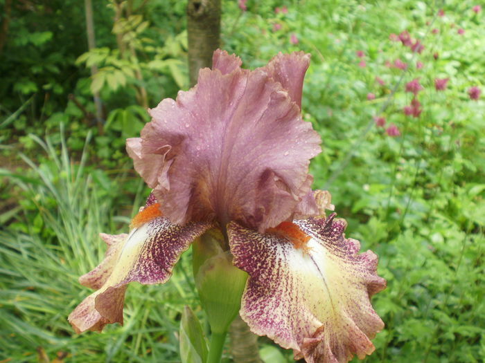 `Rosarita` - Iris  2016