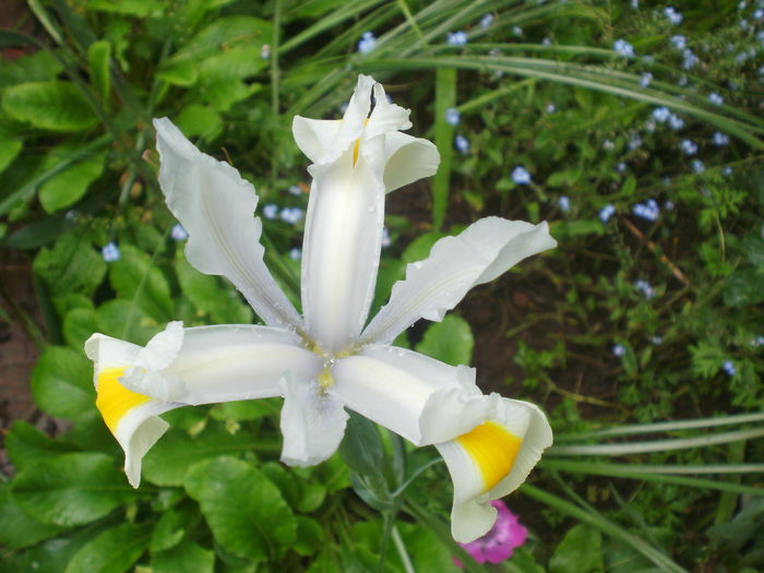  - Iris  2016