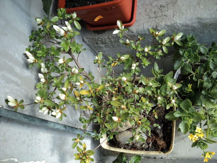 poze 2015 006 - primavara 2016