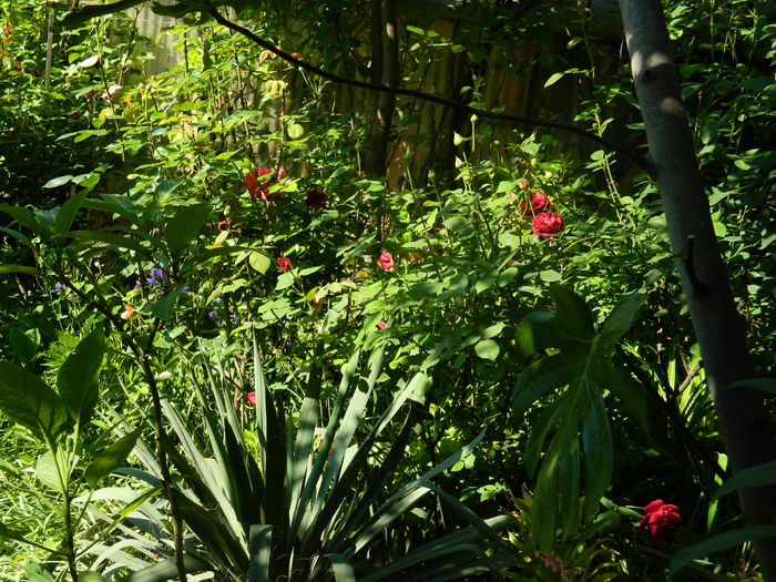 DSCN8121 - 2016 MAI_2