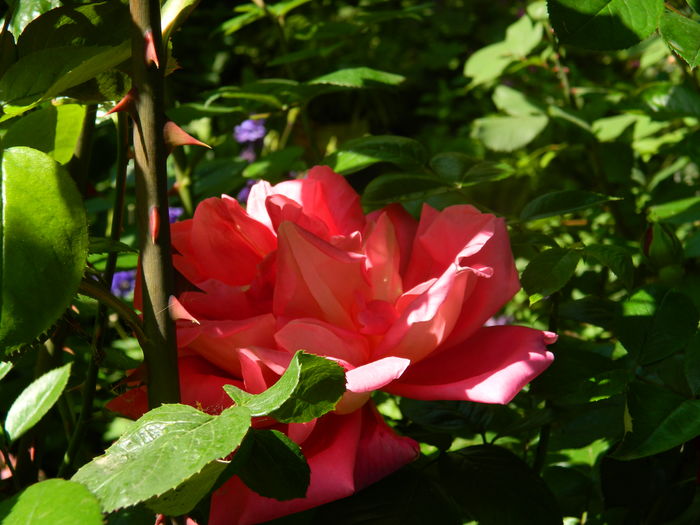 DSCN8134 - 2016 MAI_2