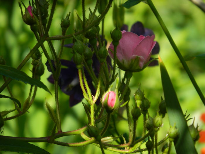 DSCN8140 - 2016 MAI_2