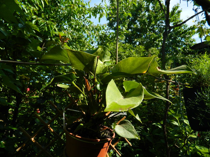 DSCN8143 - 2016 MAI_2