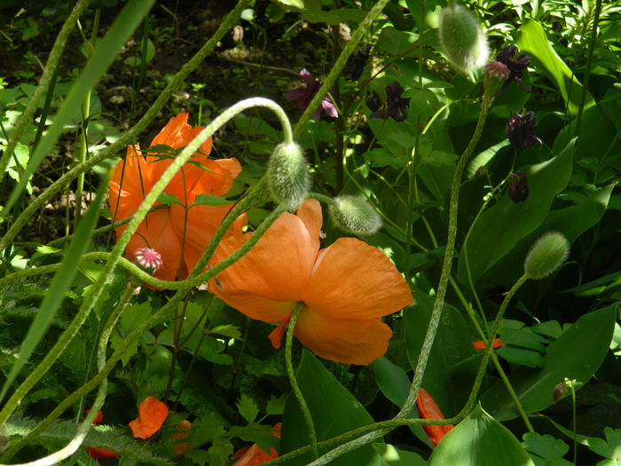 DSCN8154 - 2016 MAI_2