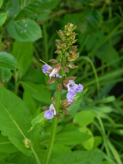 DSCN8169 - 2016 MAI_2