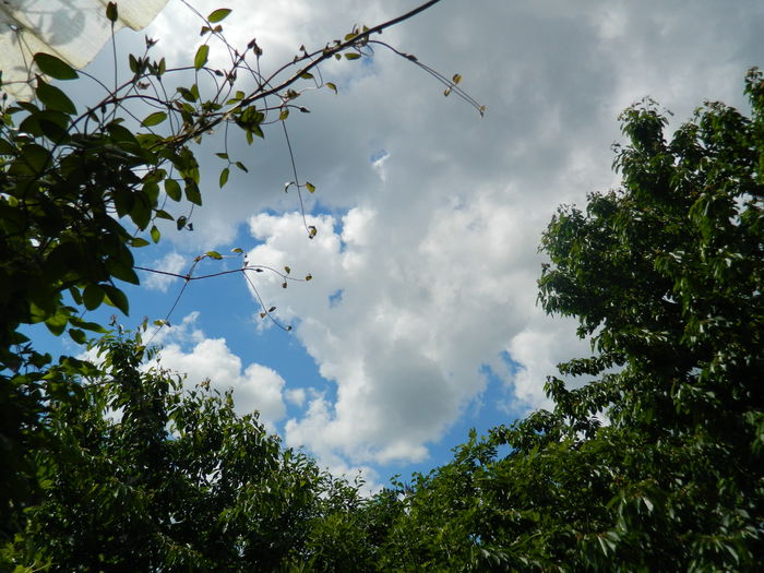 DSCN8172 - 2016 MAI_2