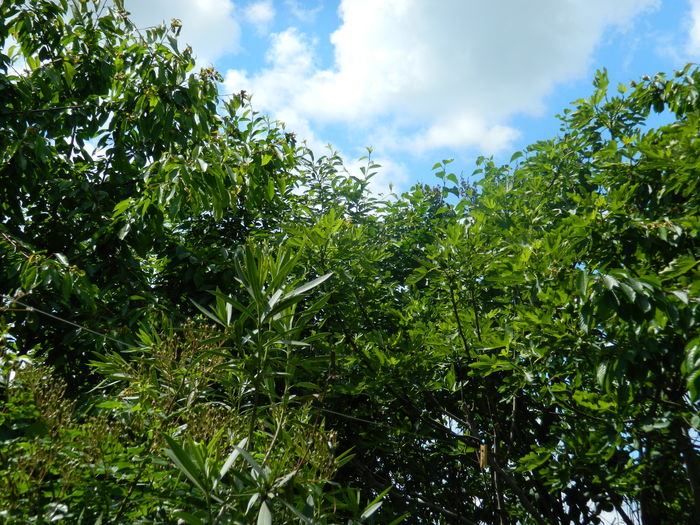 DSCN8174 - 2016 MAI_2