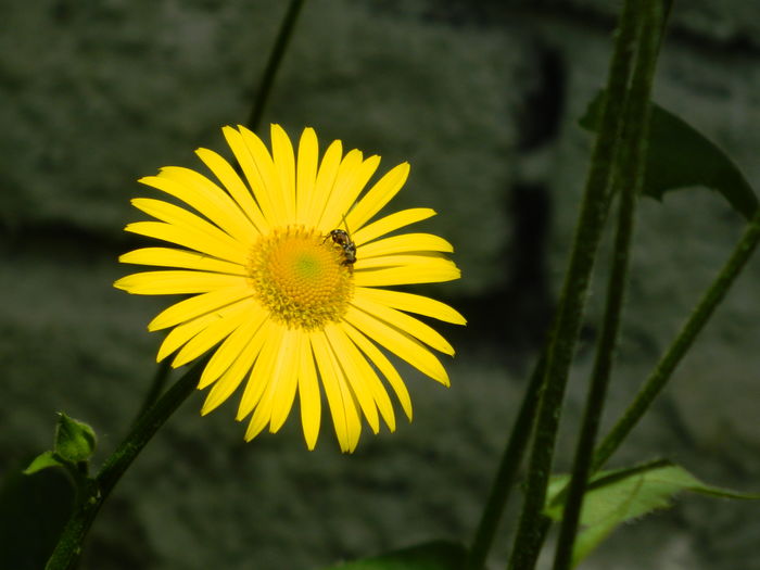 DSCN8176 - 2016 MAI_2