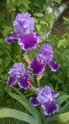 WP_20160512_006