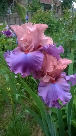 WP_20160512_027