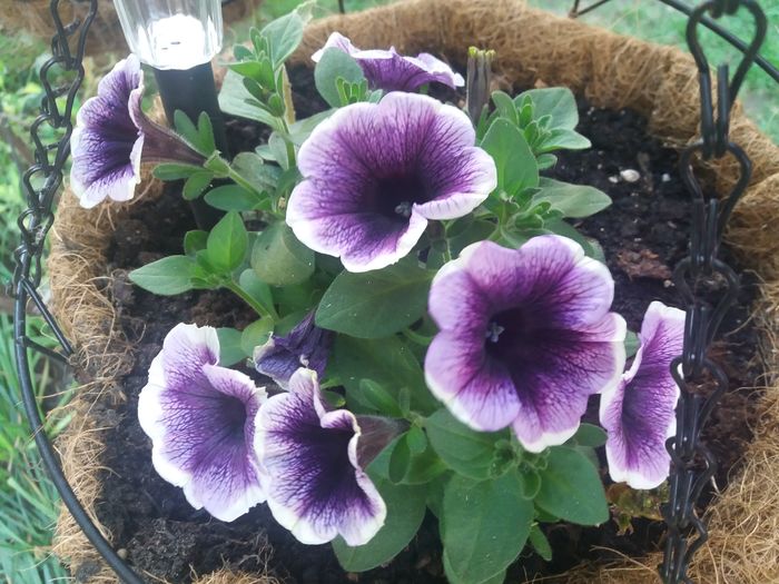 20160512_184104 - de prin jardiniere