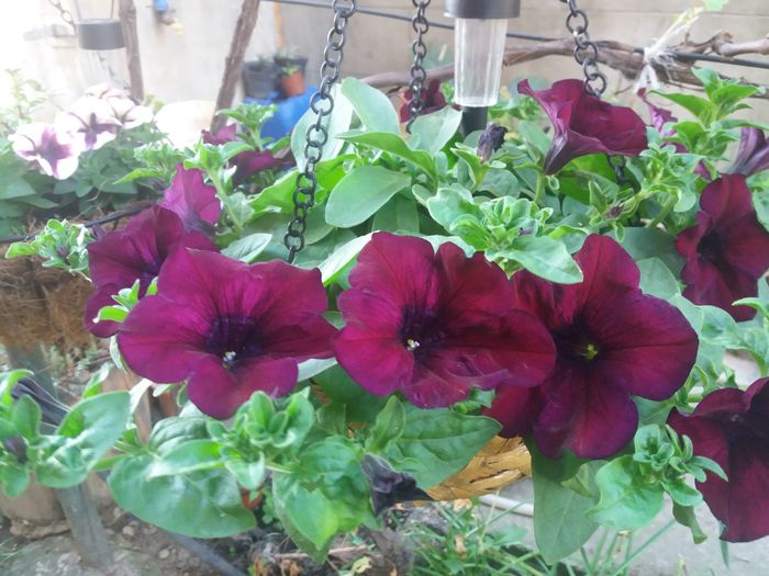 20160512_184002 - de prin jardiniere