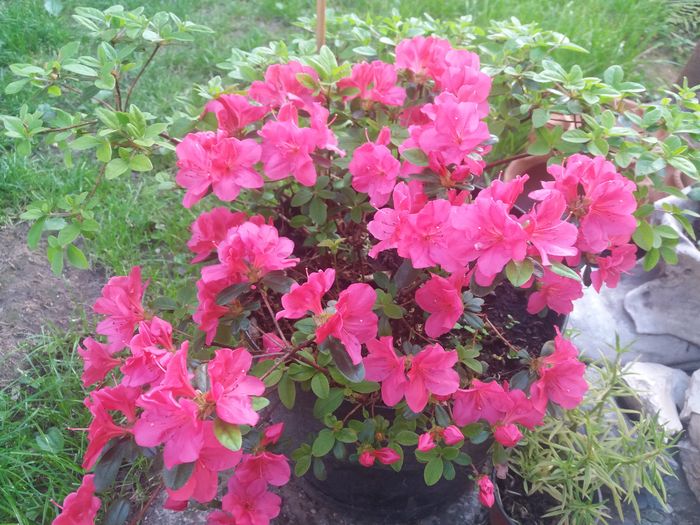 20160512_184127 - de prin jardiniere