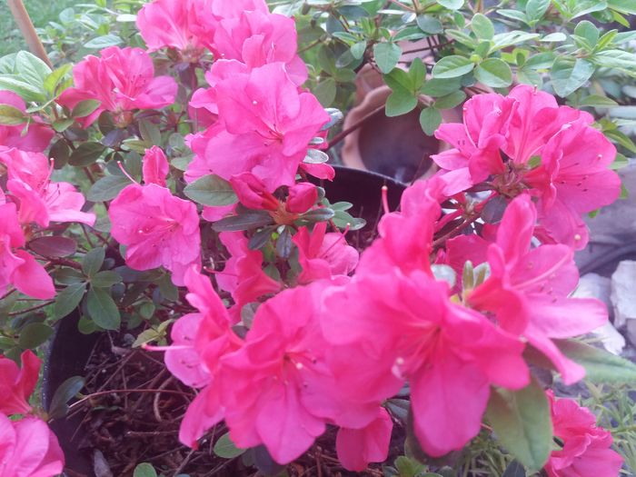 20160512_184136 - de prin jardiniere