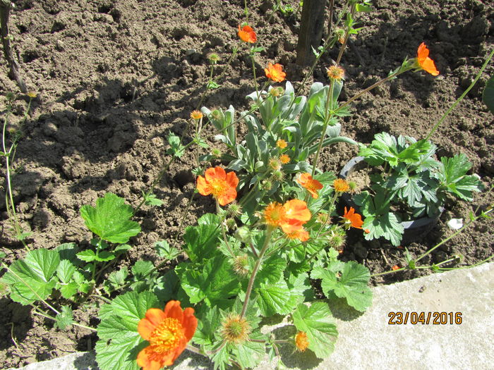 IMG_0179 - Flori de gradina-2016-Primavara
