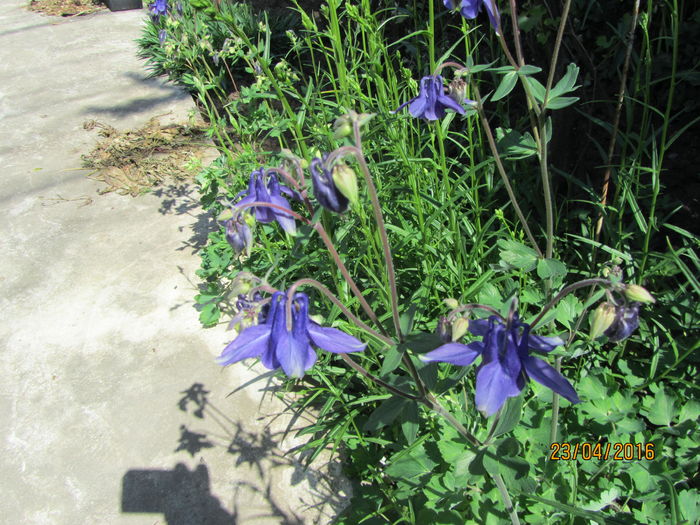 IMG_0182 - Flori de gradina-2016-Primavara