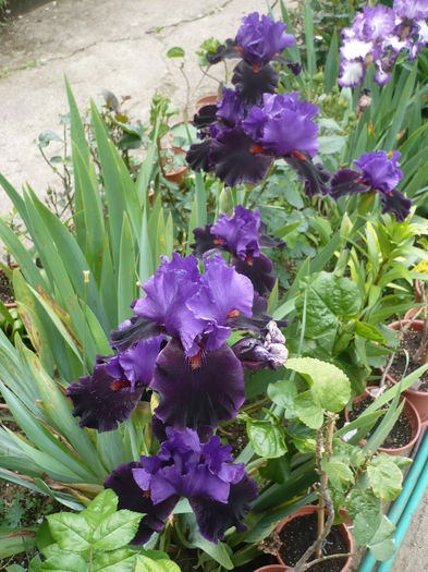 P1260540 - GRADINA 2016-1