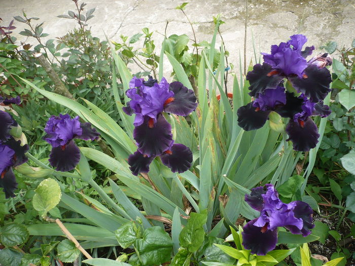 P1260541 - GRADINA 2016-1