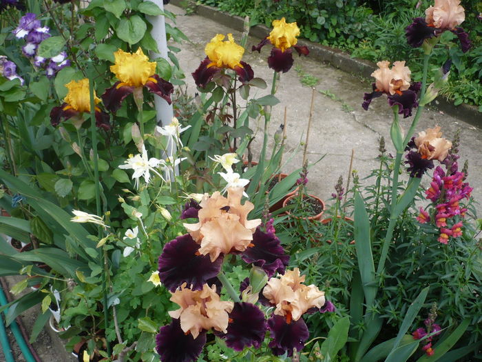 P1260543 - GRADINA 2016-1