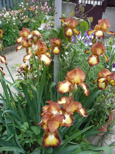 P1260545 - GRADINA 2016-1