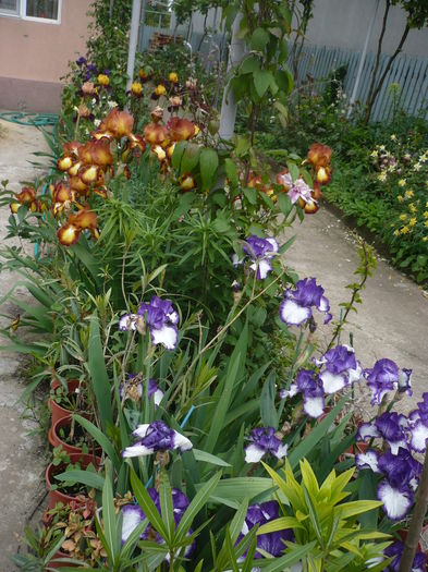 P1260547 - GRADINA 2016-1