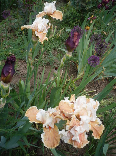 P1260549 - GRADINA 2016-1