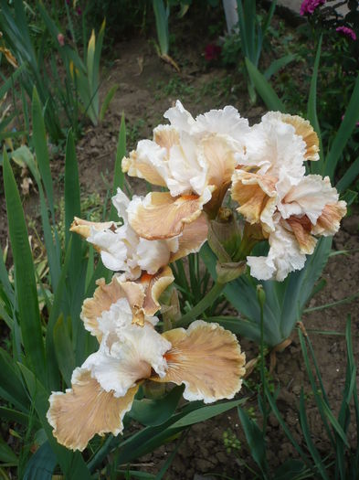 P1260550 - GRADINA 2016-1