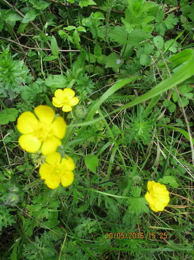 IMG_2874 - Valea Sohodolului in mai 2016