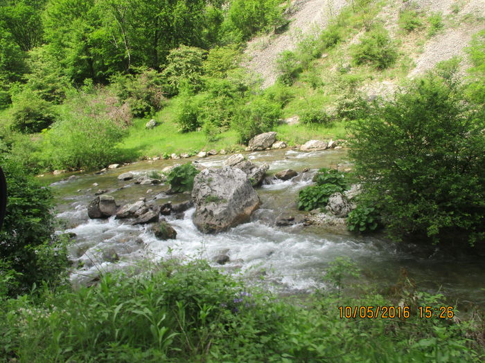IMG_2879 - Valea Sohodolului in mai 2016