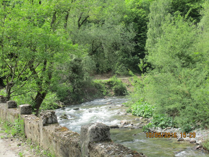 IMG_2885 - Valea Sohodolului in mai 2016