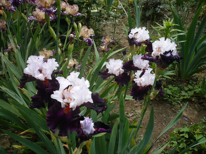 P1260569 - GRADINA 2016-1