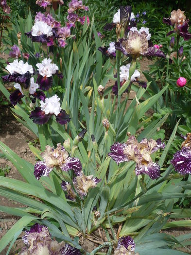 P1260570 - GRADINA 2016-1