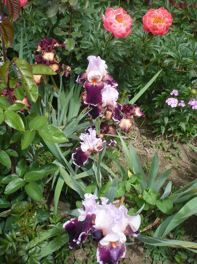 P1260572 - GRADINA 2016-1