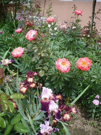 P1260573 - GRADINA 2016-1