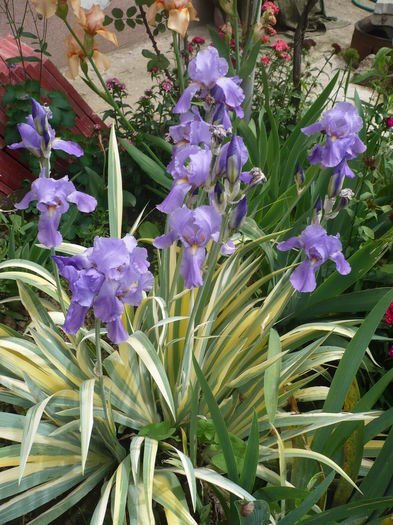 P1260585 - GRADINA 2016-1