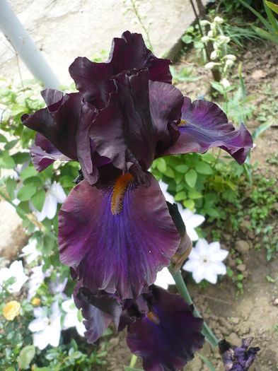 P1260590 - GRADINA 2016-1