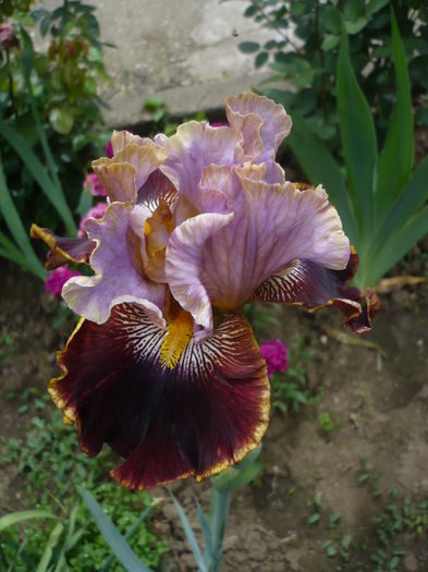 P1260592 - GRADINA 2016-1